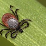 иксодовый клещ