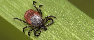 ixodid tick