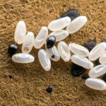 Именно такие скопления чаще всего можно найти на обивке мебели.