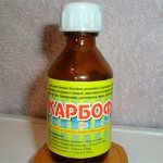 инсектицид от насекомых на растениях