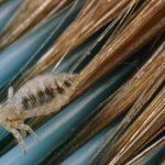 Использование чужой расчески