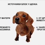 Источники блох у щенка