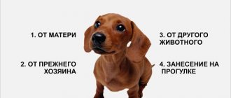 Sources of fleas on a puppy