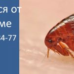 get rid of fleas in a private home