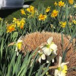 Избавиться от кротов помогут цветы на участке