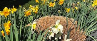 Flowers on the site will help get rid of moles