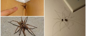 get rid of spiders