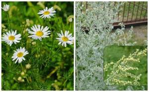 растения от мышей и крыс. какую траву бояться. какую траву бояться. какую траву бояться. какую траву бояться.