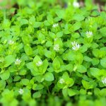 Getting rid of woodlice