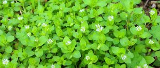 Getting rid of woodlice