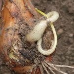 К какому типу червей относится луковая нематода, и как с ней бороться