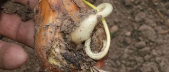 What type of worms is the onion nematode, and how to fight it