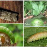 Как бороться с огневкой на крыжовнике во время созревания плодов и в другие периоды