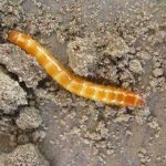 Как бороться с проволочником Проволочник фото, методы борьбы