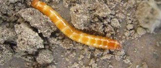 How to fight wireworms Wireworm photo, control methods