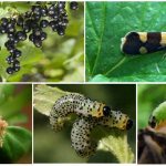 how to deal with currant pests