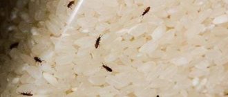 How to quickly and effectively get rid of bugs in cereals and flour in the kitchen
