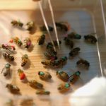 Как добыть пчелиный яд