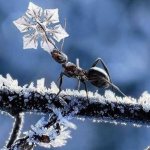 Как и где зимуют муравьи: спят в муравейнике или трудятся?