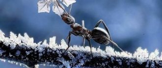 How and where do ants spend the winter: do they sleep in an anthill or work?