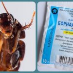 Как использовать борную кислоту в борьбе против блох в квартире