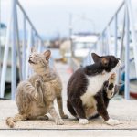 Как избавиться от блох народными средствами