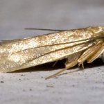 Как избавиться от моли.