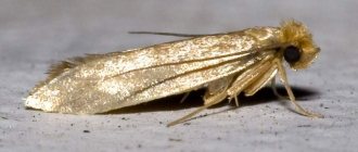 How to get rid of moths.