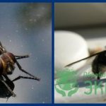 how to get rid of flies in the house