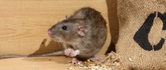 How to get rid of mice in a frame house