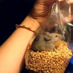 how to get rid of mice in an apartment forever