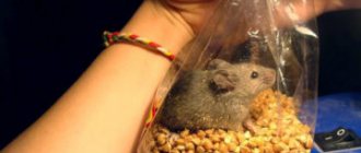 how to get rid of mice in an apartment forever