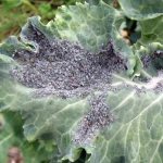 Как избавиться от тли на капусте