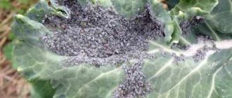 Как избавиться от тли на капусте