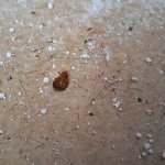 At a minimum, these bedbugs and such accumulations of product must be removed from the premises.