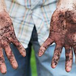 How can you become infected with roundworm?