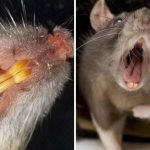 Как навсегда избавиться от крыс: обзор всевозможных способов войны