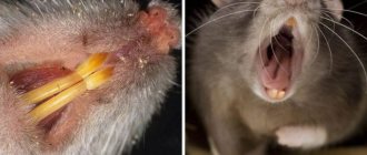 How to get rid of rats forever: a review of all possible methods of war
