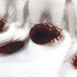 Как отпугнуть клопов при помощи различных запахов: какие ароматы не выносят насекомые?