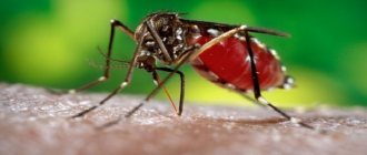How to catch a mosquito