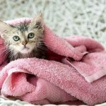 Как правильно купать котенка