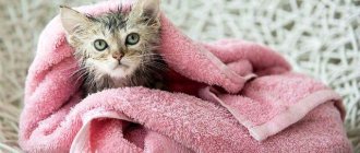 Как правильно купать котенка