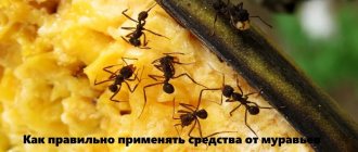 How to use ant repellents correctly