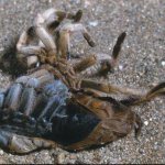 Как происходит линька паука-птицееда?