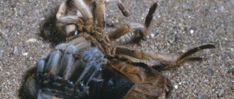 How does a tarantula spider molt?