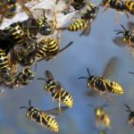 Как просто и эффективно избавиться от ос и пчел