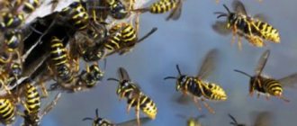 How to get rid of wasps and bees simply and effectively
