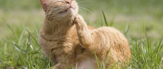 How does a flea collar for cats work?