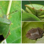 Как выглядит клоп