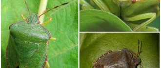 What does a bug look like?